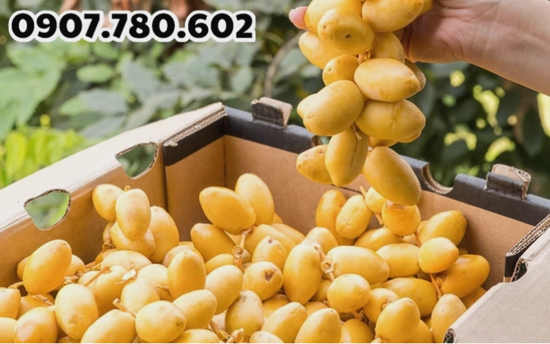 Quả chà là chín mọng trên cây