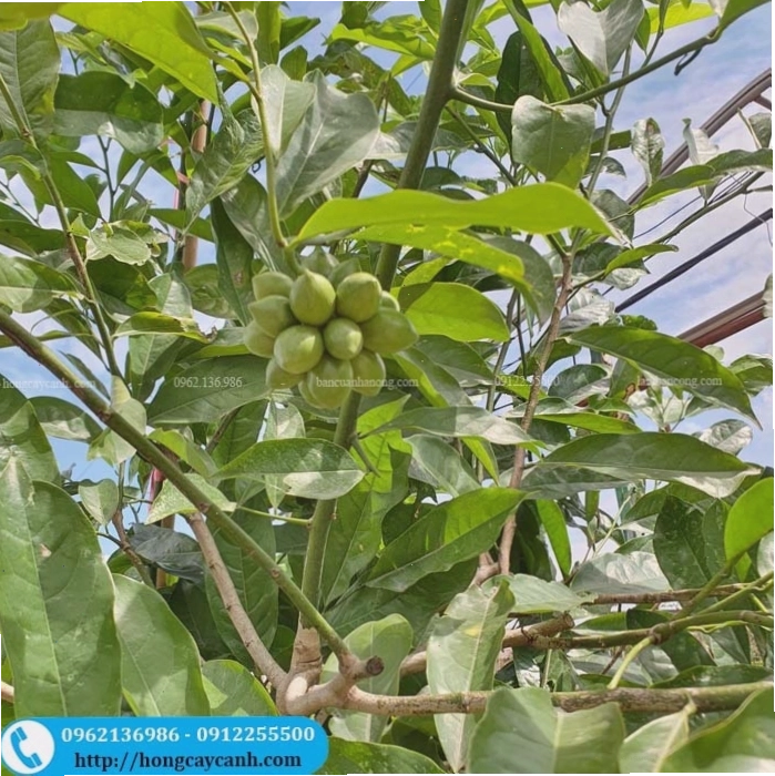 Quả của cây hoa móng rồng