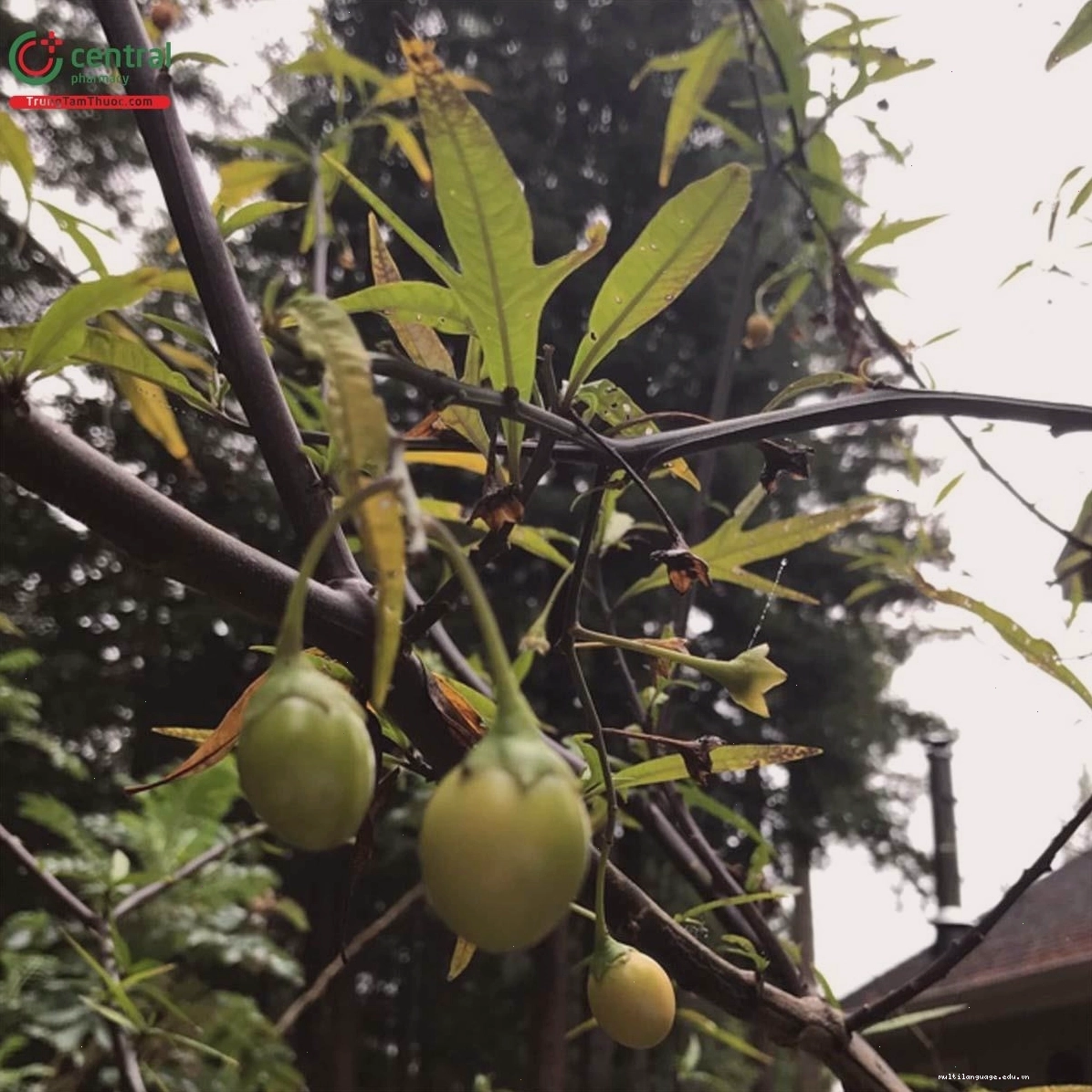 Quả hồng đá khi còn xanh