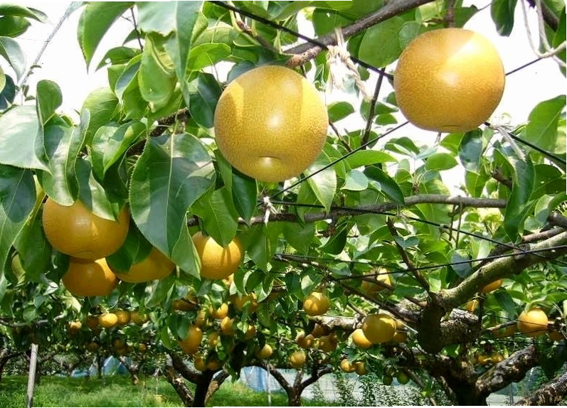 Quả lê rừng (mắc cọp) có hàm lượng dinh dưỡng cao