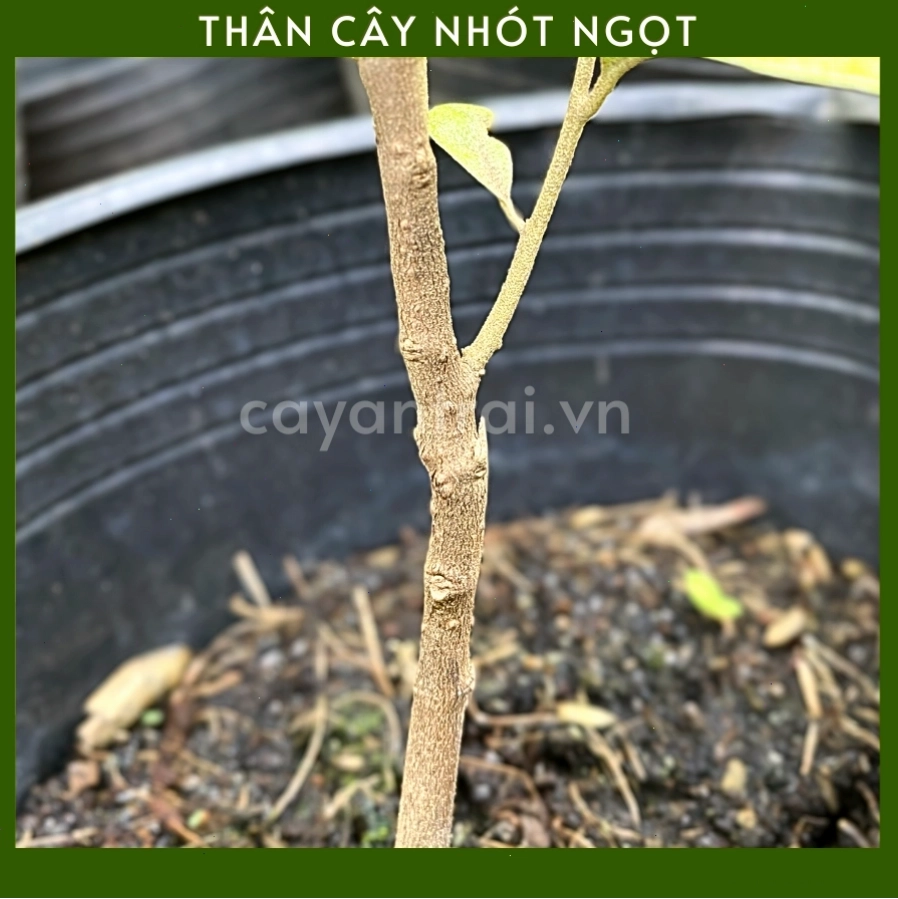 Quả nhót ngọt chín đỏ rực rỡ trên cành cây
