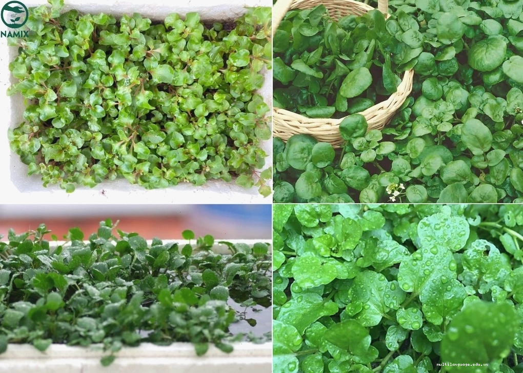 Rau cải xoong tươi non vừa thu hoạch