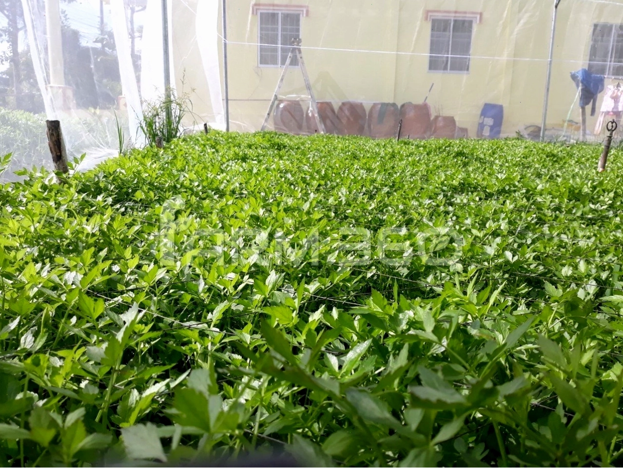 Rau cần đã thu hoạch, sẵn sàng chế biến