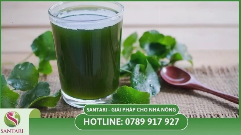 Rau má có thể dùng làm nước uống giải nhiệt