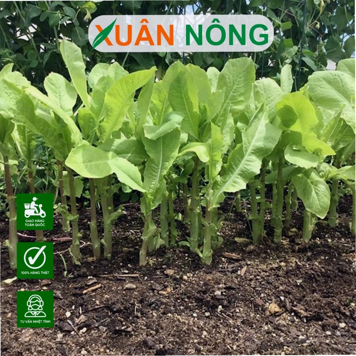 Rau tiến vua là loại rau có lá dài, mép lá có răng cưa
