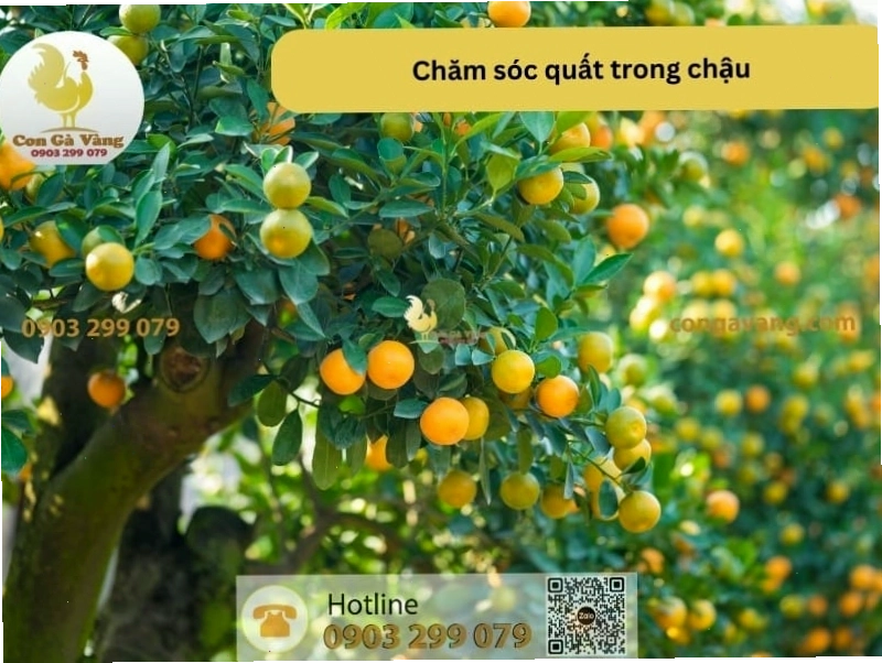Sử dụng phân bón hữu cơ để tăng cường dinh dưỡng cho cây quất trồng trong chậu
