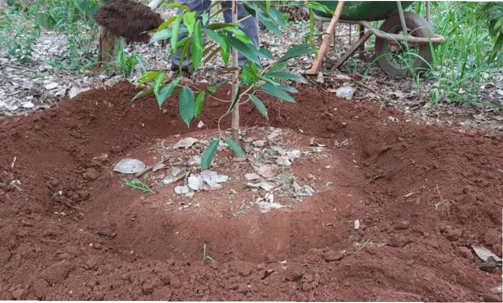 Sử dụng phân hữu cơ trong chăm sóc cây sầu riêng