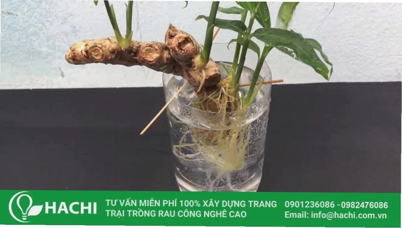 Sử dụng tăm tre để cố định củ gừng khi trồng thủy canh