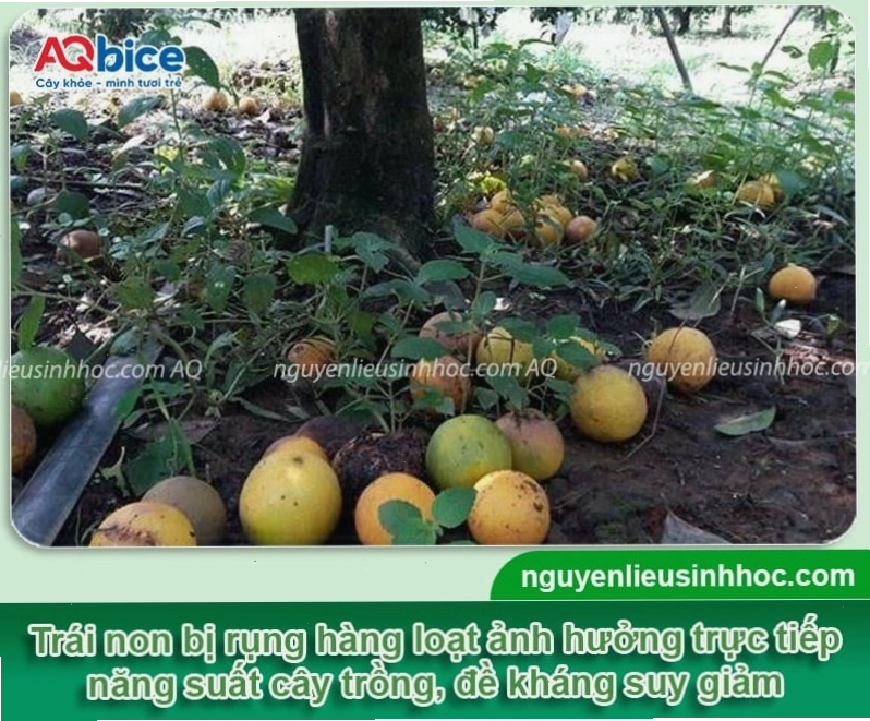 Sử dụng thuốc chống rụng trái non giúp cây nho thân gỗ giữ trái tốt hơn