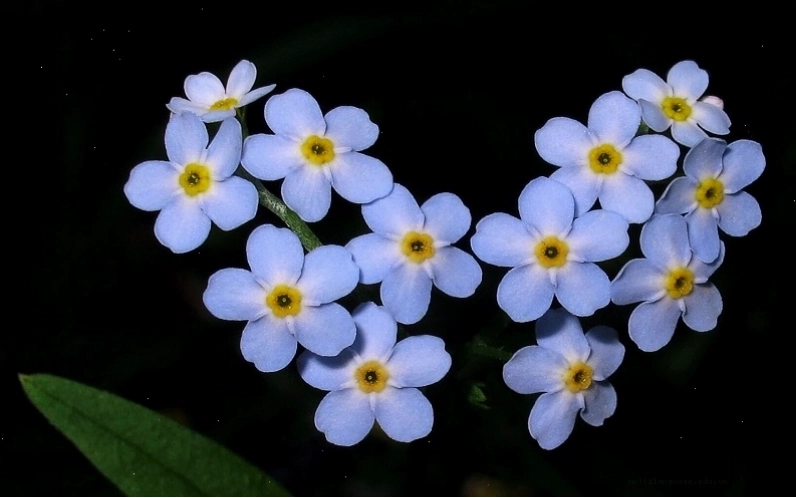 Sự tích hoa Lưu Ly và lý do hoa có tên Forget me not