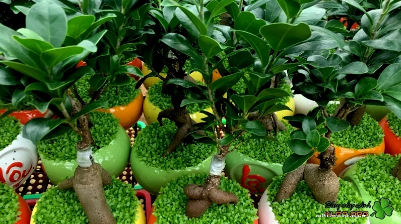 Tác dụng của cây sâm nhung trong việc thanh lọc không khí và trang trí