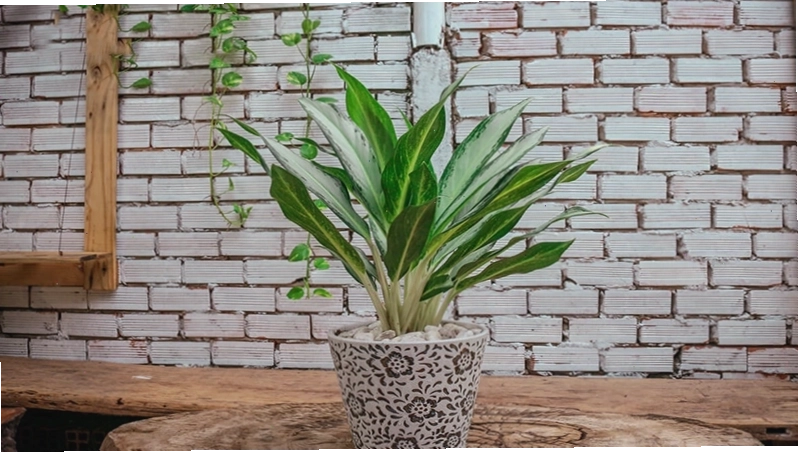 Tác dụng lọc không khí và trang trí của cây bạch mã hoàng tử