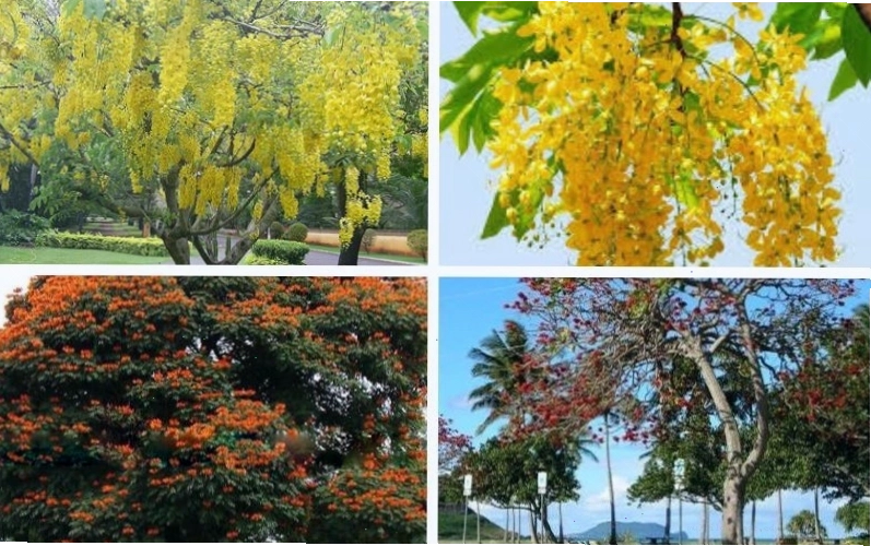 Tác dụng trang trí và cải thiện môi trường của cây Osaka