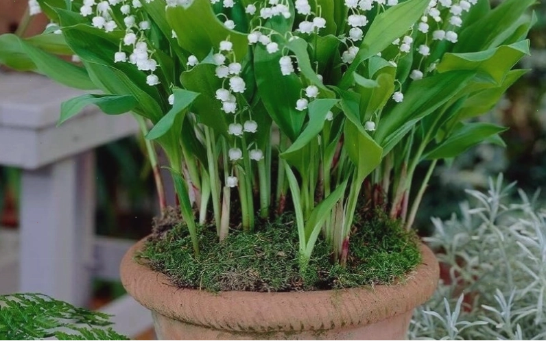 Tác dụng và cách chăm sóc hoa Linh Lan