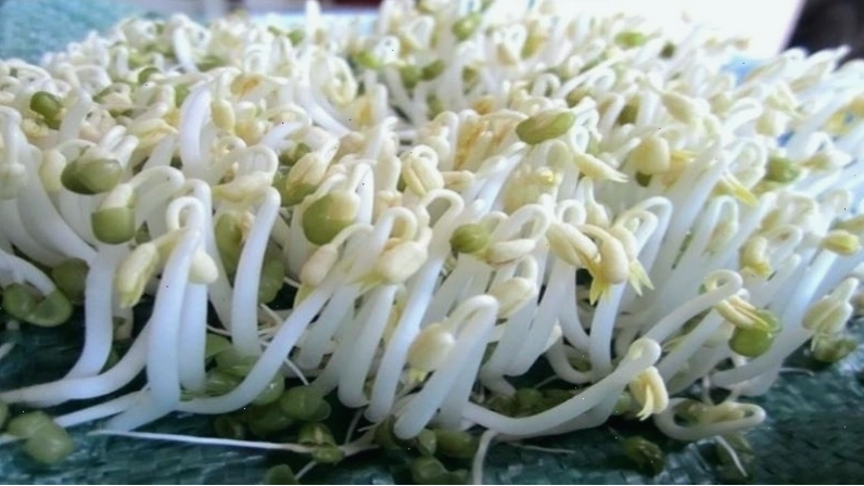 Tận dụng hộp sữa tươi để trồng giá đỗ tại nhà