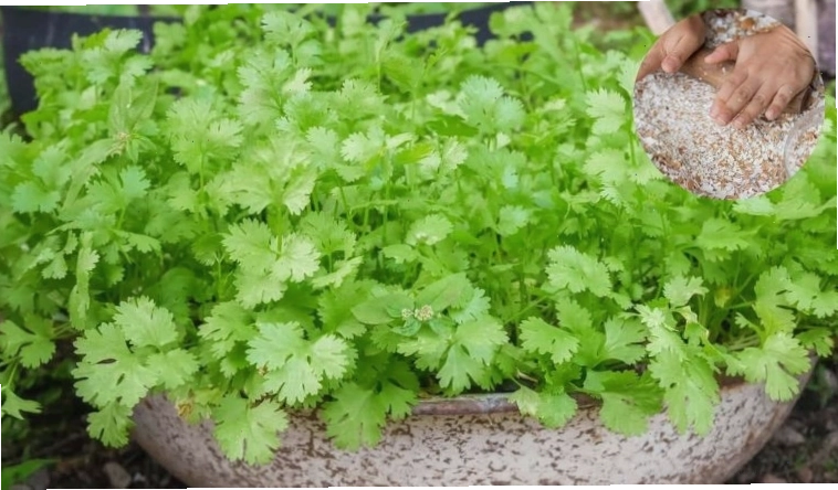 Tận dụng nguyên liệu trong bếp làm phân bón cho cây trồng tại nhà