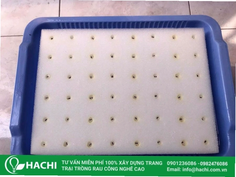 Tạo các lỗ nhỏ để ươm hạt