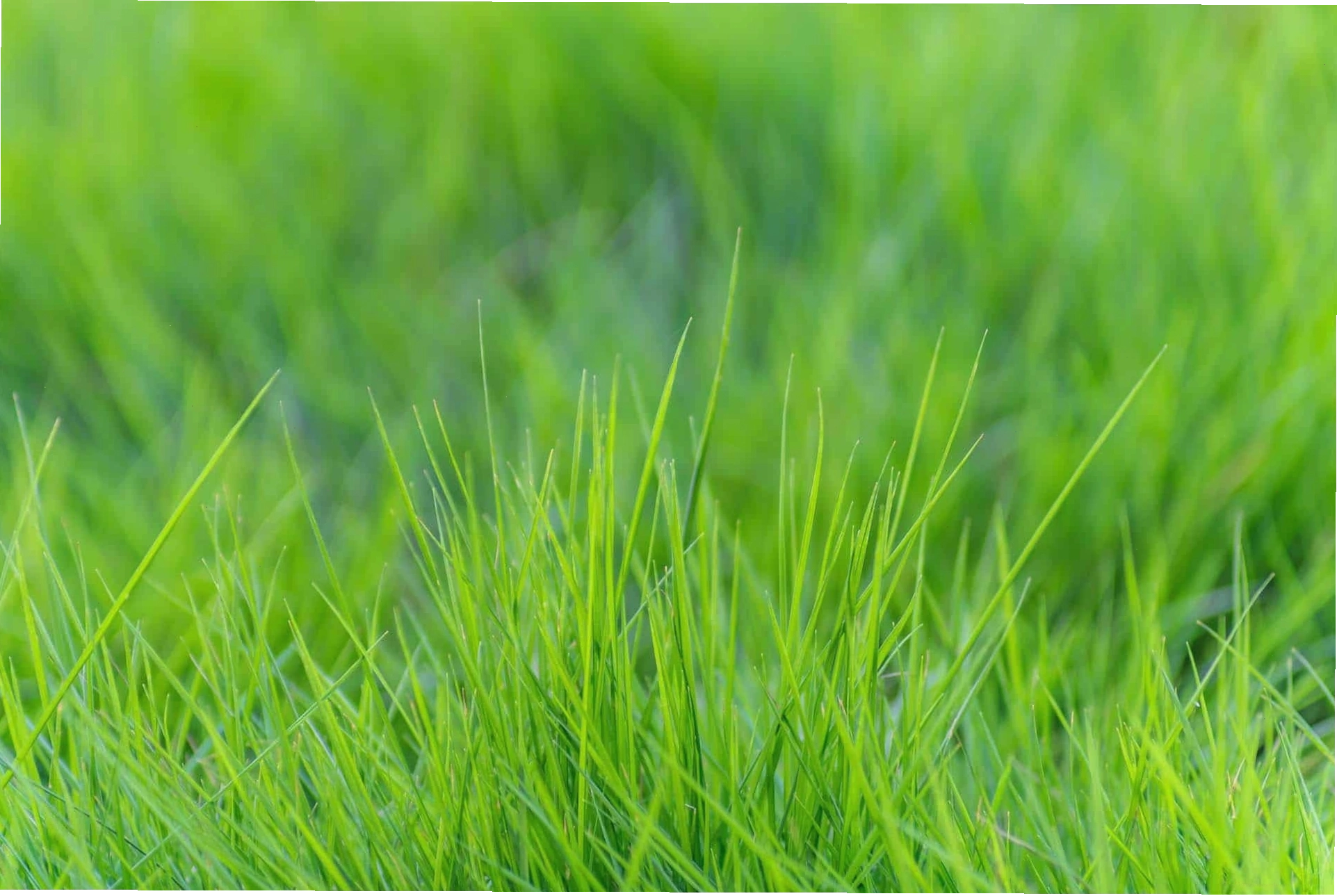 Thảm cỏ lá gừng xanh mướt trong một khu vườn