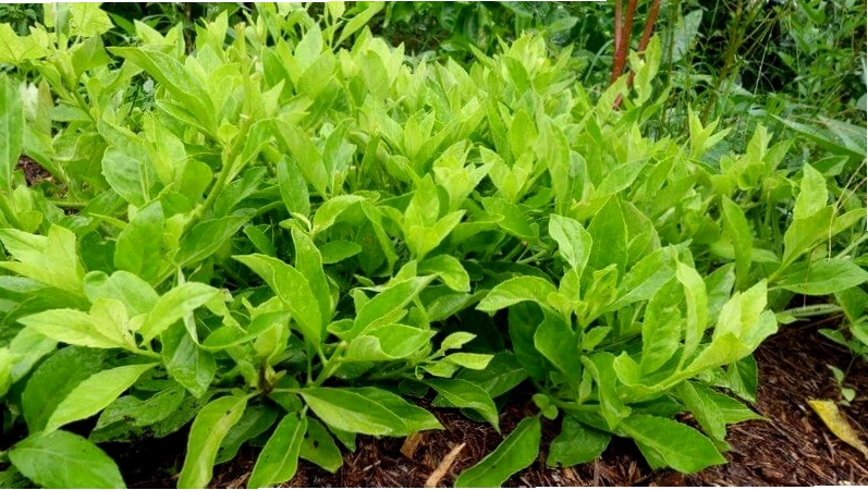 Tham vấn ý kiến bác sĩ trước khi dùng cây bầu đất