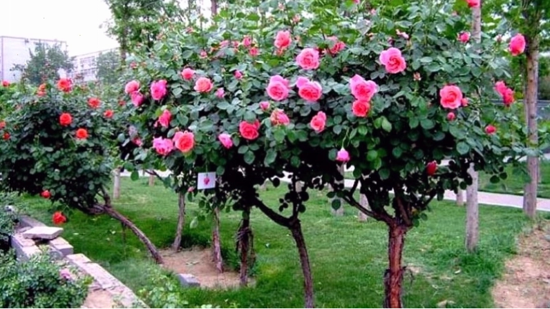 Thân cây hoa hồng cổ Sapa có màu nâu sẫm, vỏ cây mỏng đặc trưng