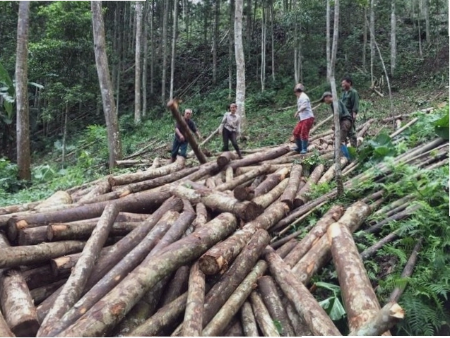 Thân cây keo có nhiều cành gai