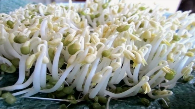 Thành phẩm giá đỗ sau khi trồng bằng chai nhựa