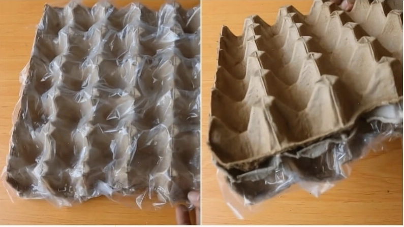 Thiết kế vỉ đựng trứng để trồng hành lá