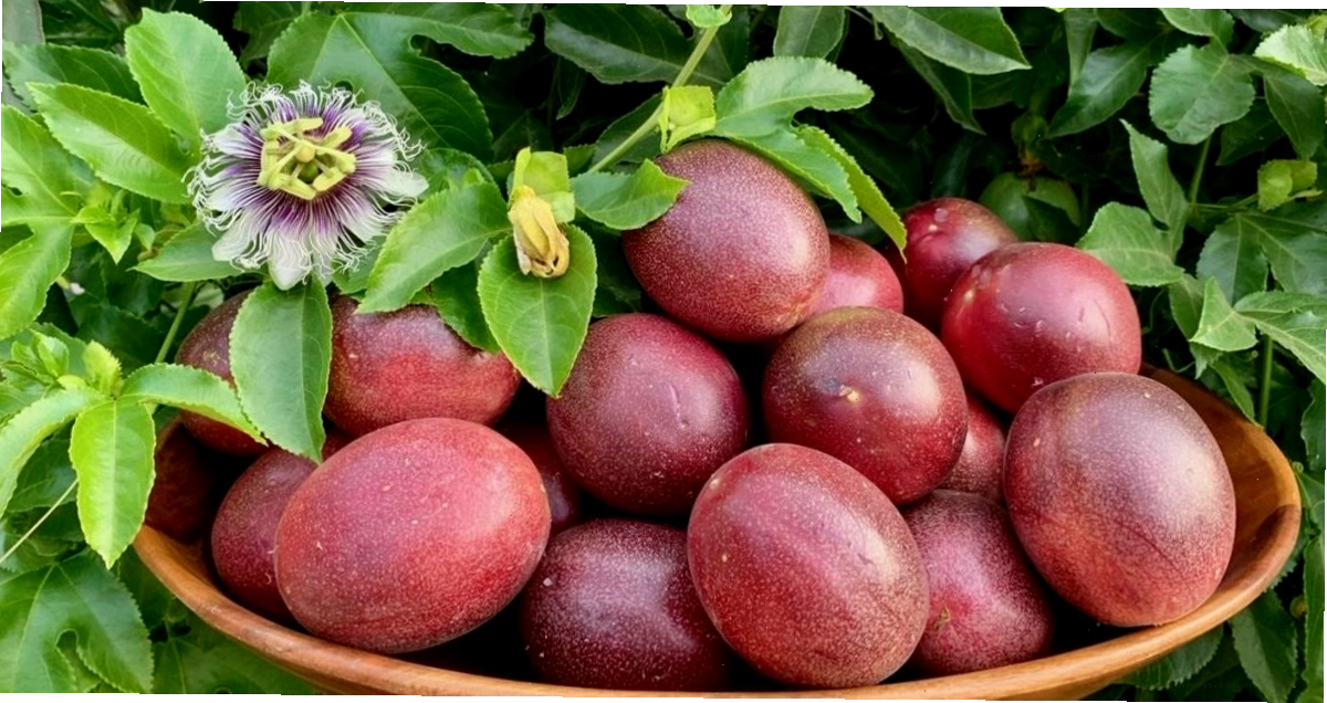 Thu hoạch chanh dây đúng thời điểm