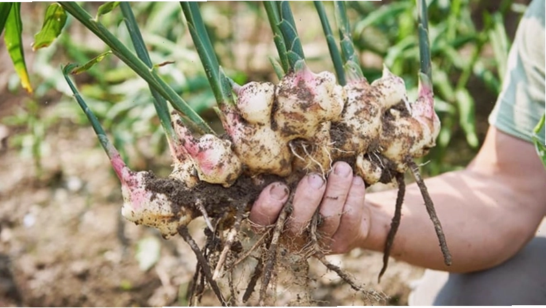 Thu hoạch gừng sau 7 đến 8 tháng trồng