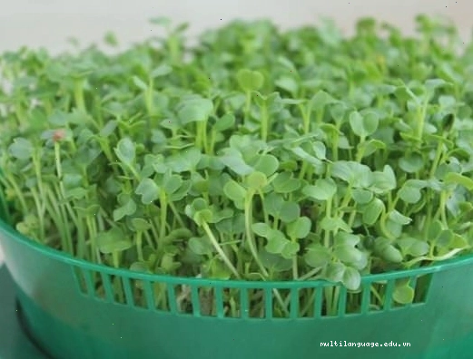 Thu hoạch lá hành tây trồng trong cốc