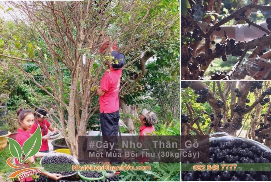 Thu hoạch nho thân gỗ trồng chậu sau khi cây đã cho trái ổn định