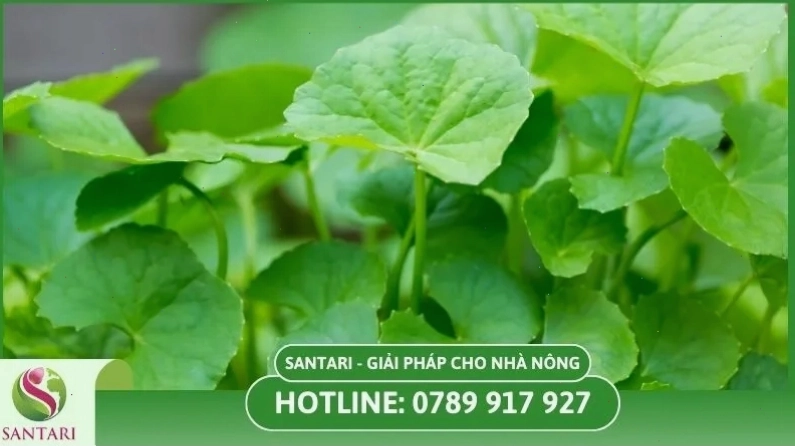 Thu hoạch rau má sau khi cây đạt độ trưởng thành