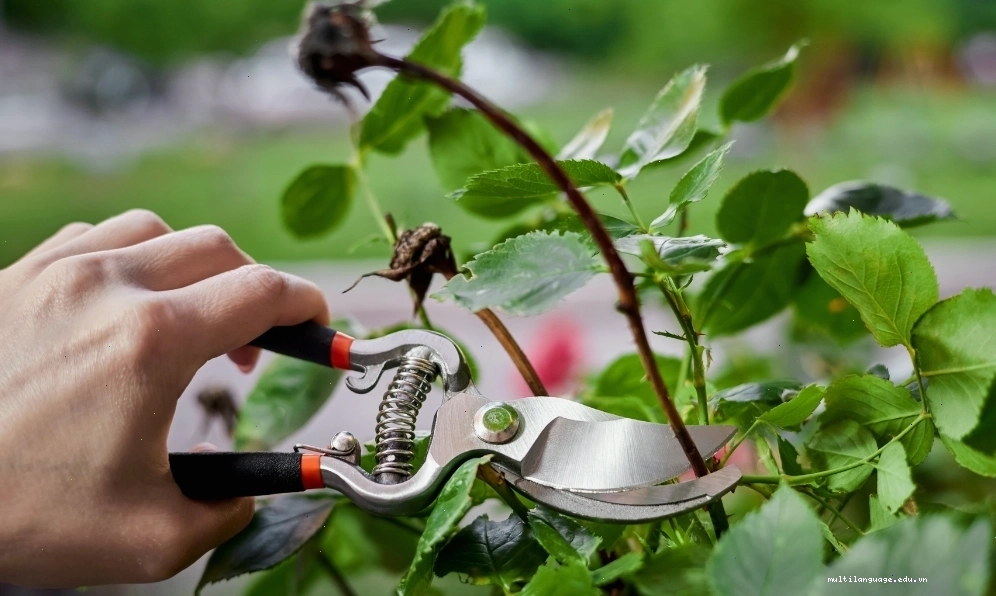 Thường xuyên cắt tỉa cành hoa hồng