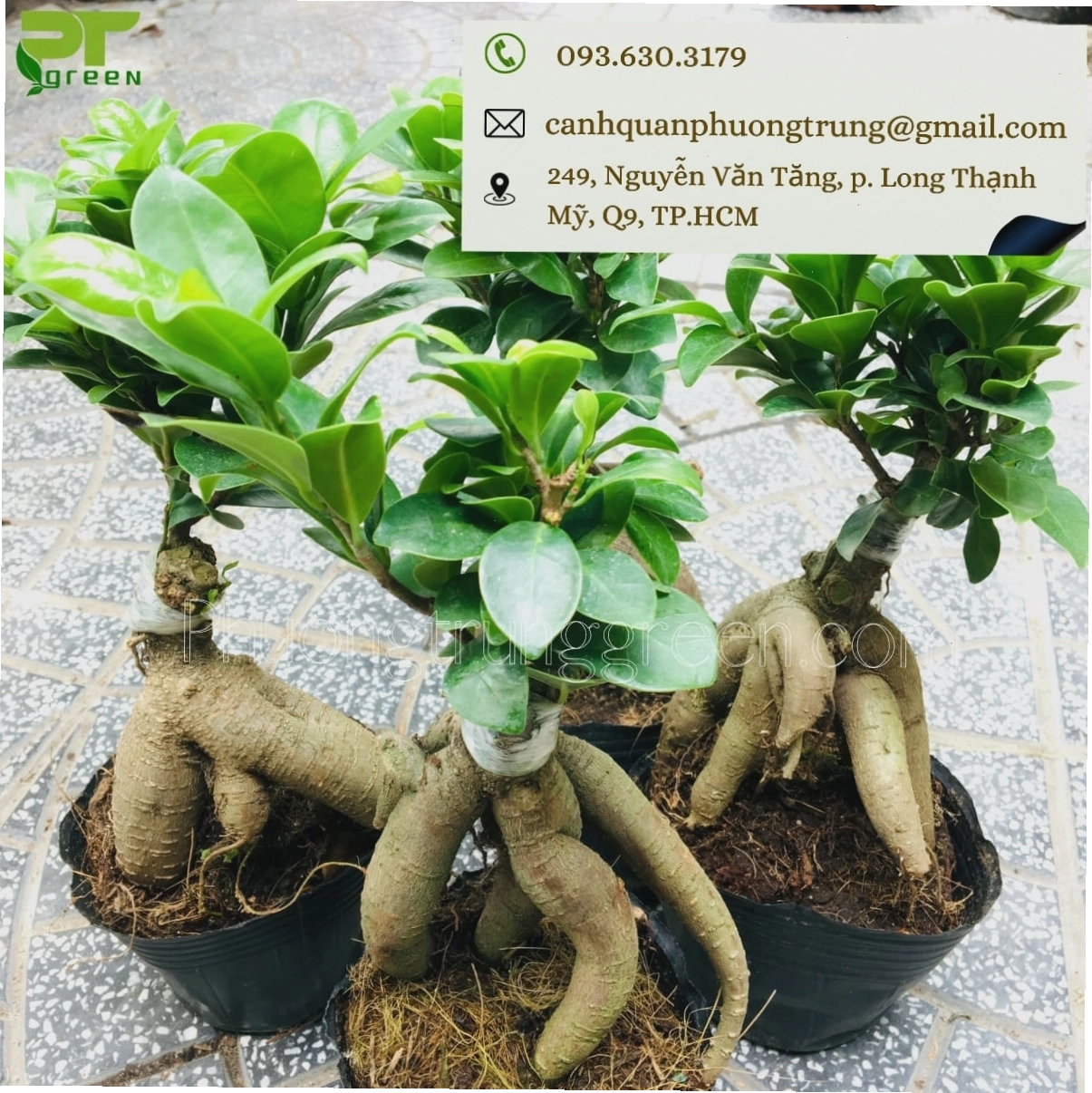 Tìm kiếm địa chỉ bán cây sâm nhung uy tín với giá tốt và chất lượng đảm bảo