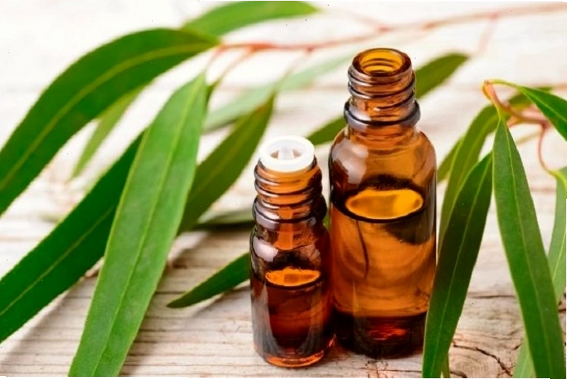 Tinh dầu bạch đàn có khả năng đuổi muỗi hiệu quả