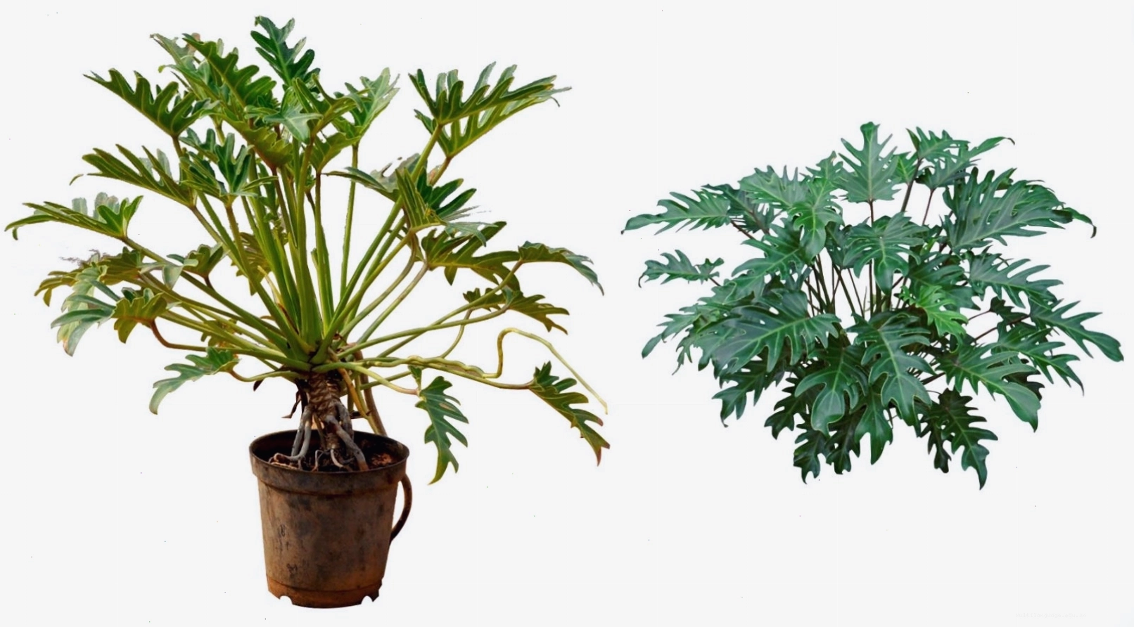 Tổng quan về cây Trầu Bà Chân Vịt với lá xanh mướt