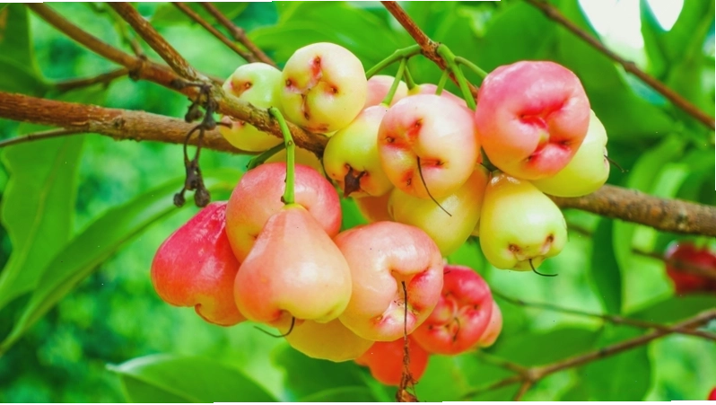 Trái mận chín đỏ mọng nước