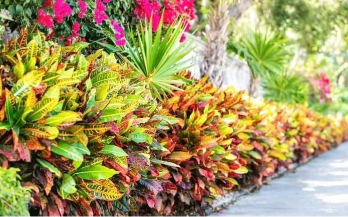 Trang trí nội thất với cây cô tòng lá mít