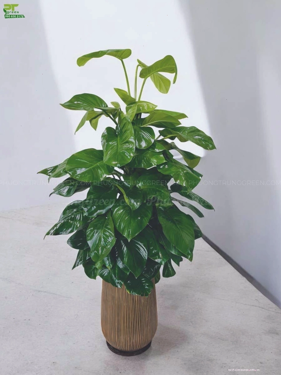 Trầu bà cột chậu xi măng nhẹ
