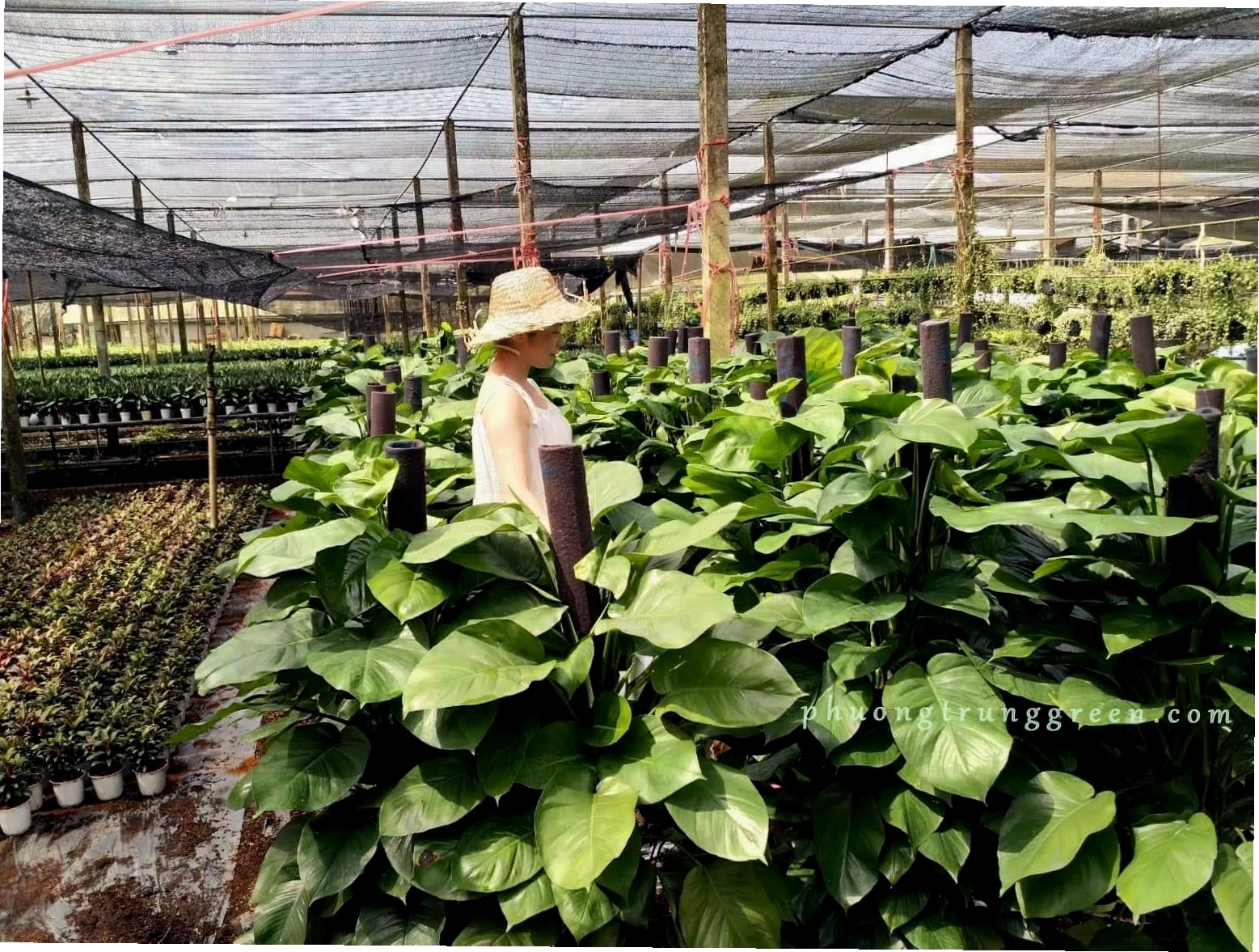 Trầu bà cột tại vườn cây Phương Trung Green