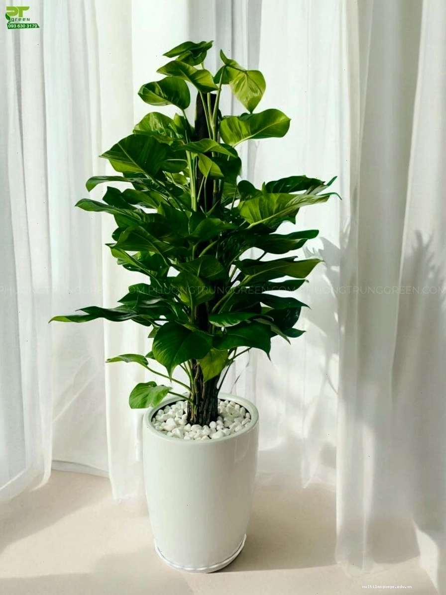 Trầu bà cột trang trí phòng khách hiện đại