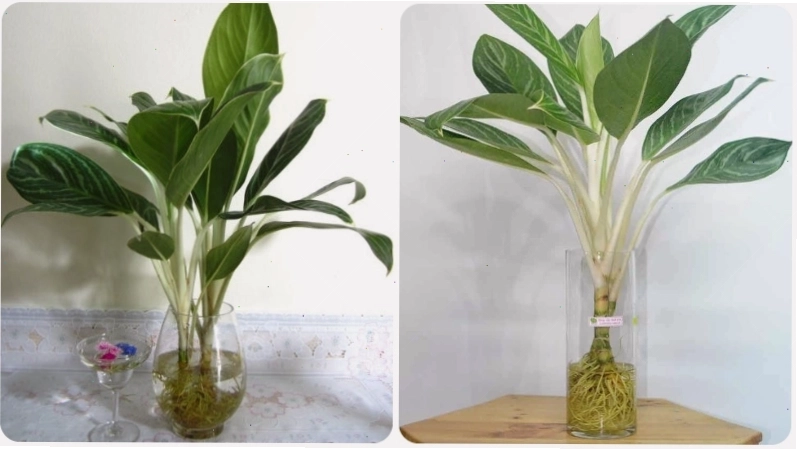 Trồng cây bạch mã hoàng tử theo phương pháp thủy canh