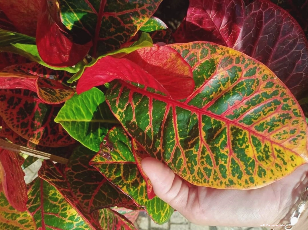 Trồng cây cô tòng lá mít để trang trí