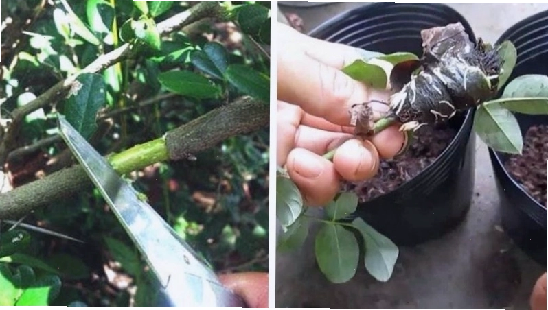 Trồng cây hạnh phúc bằng phương pháp chiết cành