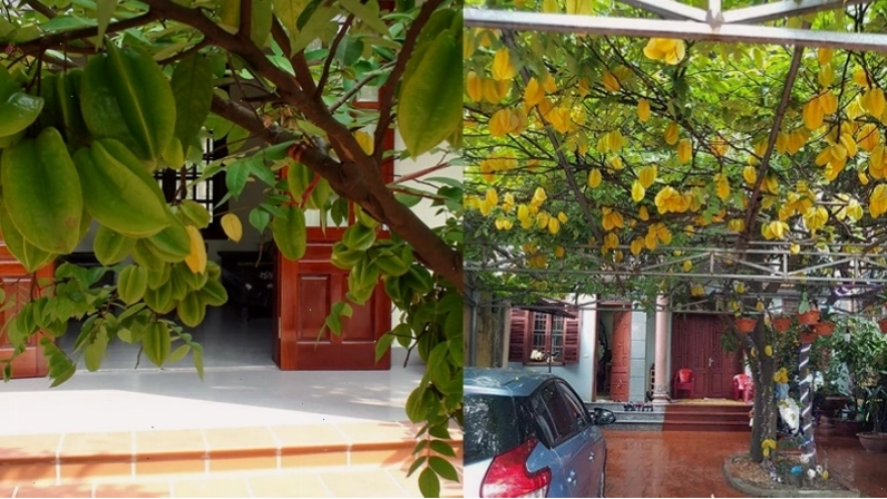 Trồng cây khế ở sân vườn hợp phong thủy