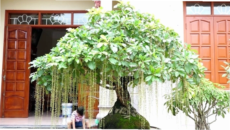 Trồng cây lộc vừng giống vào chậu, lấp đất và tưới nước