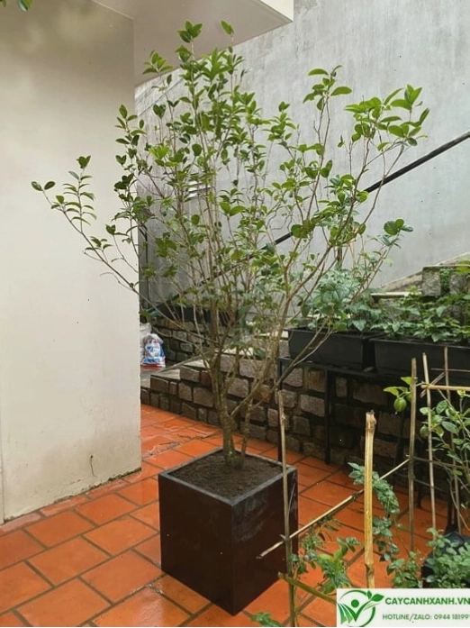 Trồng cây mộc hương trong chậu trang trí không gian nhà