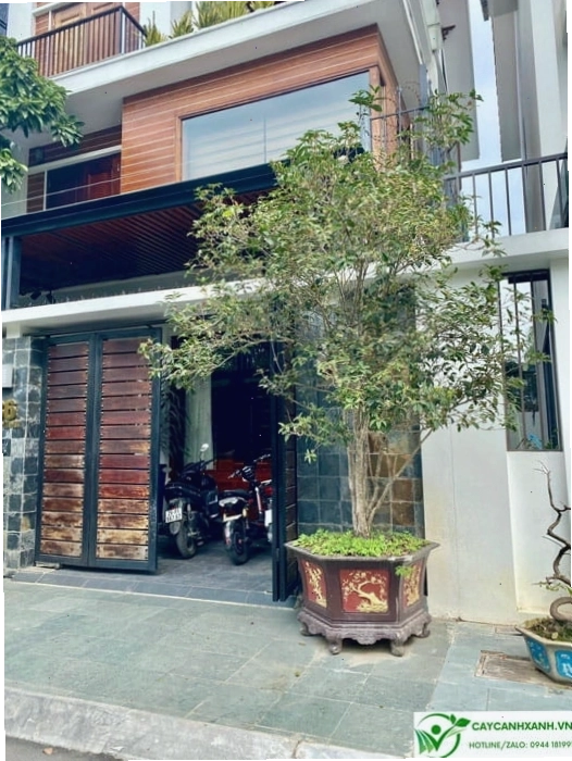 Trồng cây mộc hương trước nhà theo quan niệm phong thủy