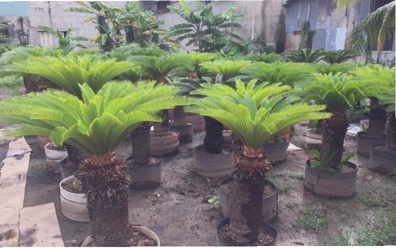 Trồng cây vạn tuế cần lưu ý đến ánh sáng, nước tưới và đất trồng