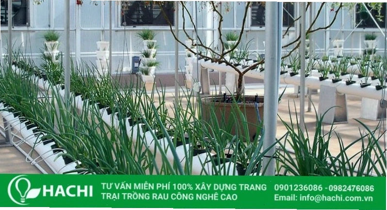 Trồng hành lá thủy canh từ gốc hành cũ trong chai nhựa